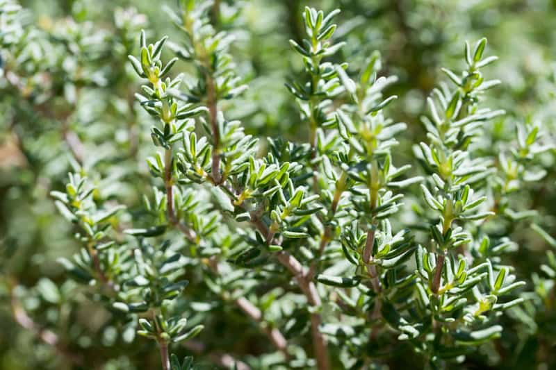 آویشن کوهی مازندران خوش عطر و کاملا طبیعی